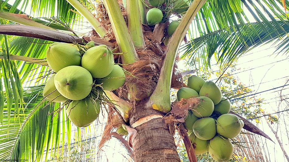 Maui Farm Tours Coconut Palm Tree