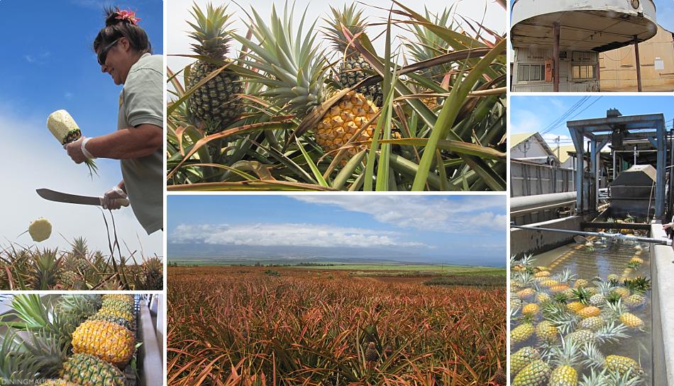 Maui Farm Tours Pineapple