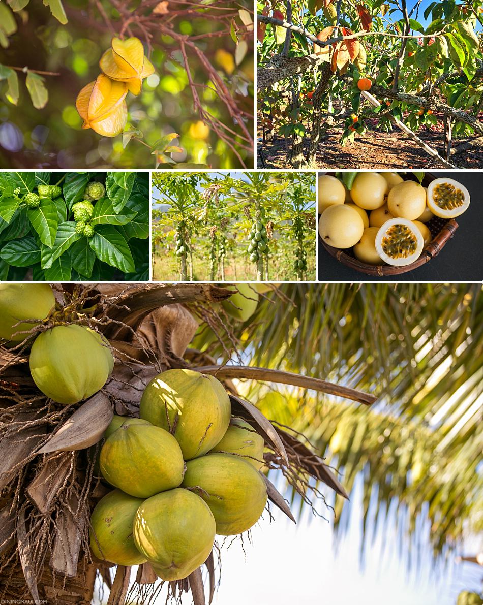 Maui Exotic Fruit