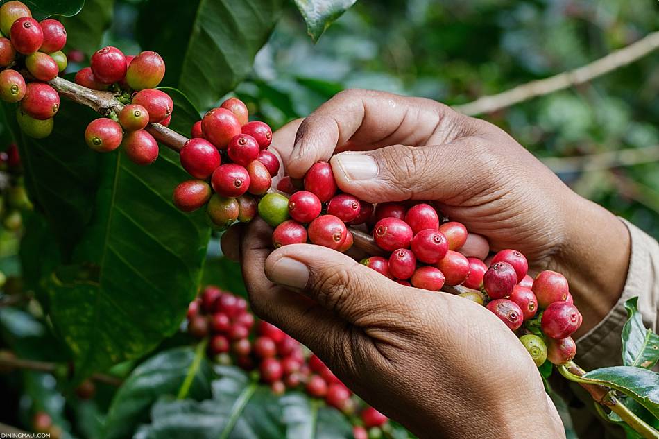 Hawaii Organic Food Sources Coffee