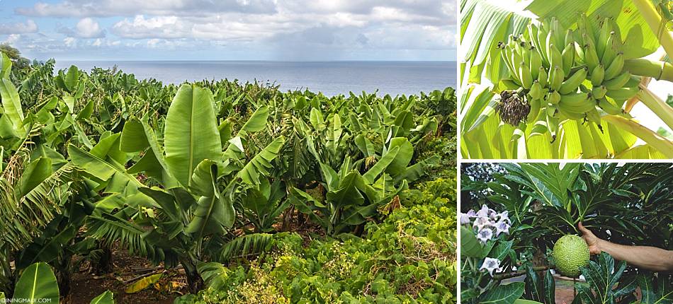 Hawaii Organic Food Sources Ono Farms