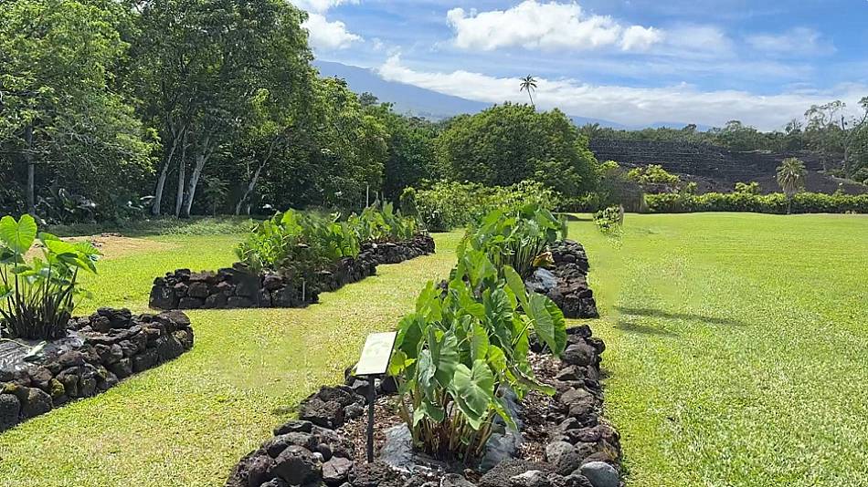 Kalo Hawaii Taro Kahanu Garden