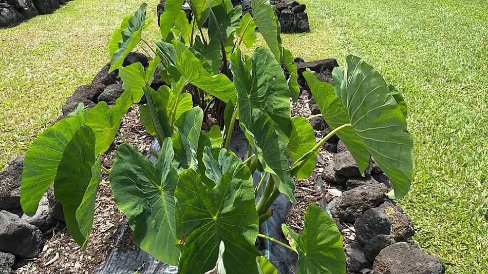 Kalo Hawaii Taro Leaves