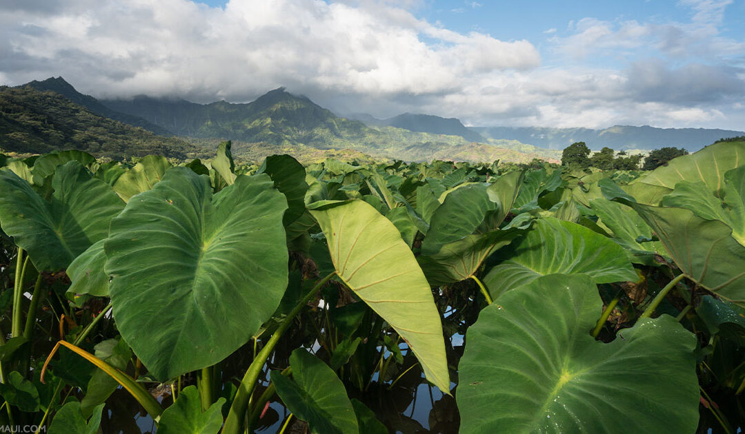 Kalo: Facts About Taro In Hawaii