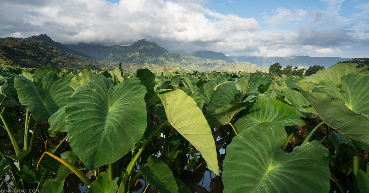 Kalo: Facts About Taro In Hawaii