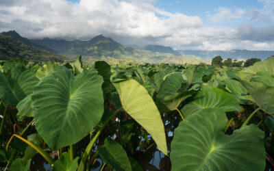 Kalo: Facts About Taro In Hawaii