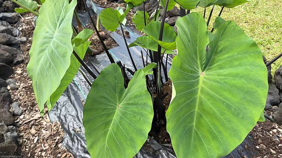 Kalo Hawaii Taro Plants