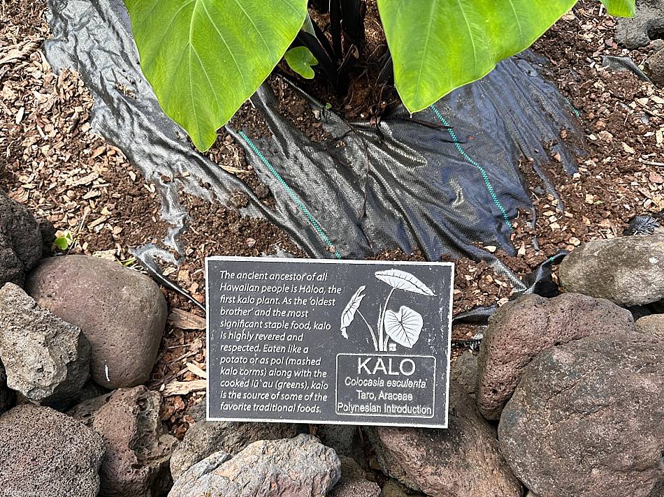 Kalo Hawaii Taro Sign