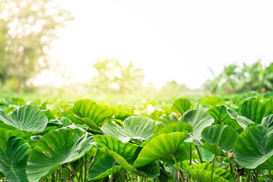 Kalo Hawaii Taro In Sunlight